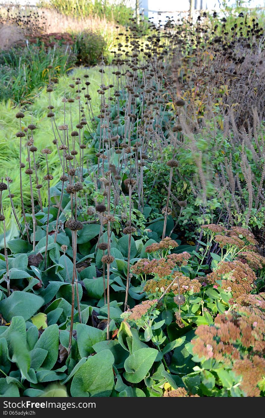 Vegetation