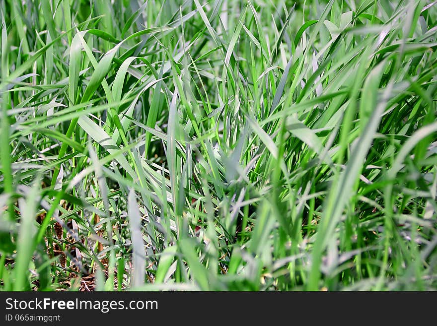 Summer picture of green saturate grass texture. Summer picture of green saturate grass texture