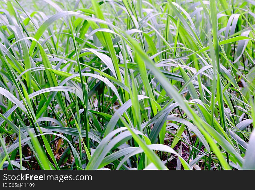 Green grass texture