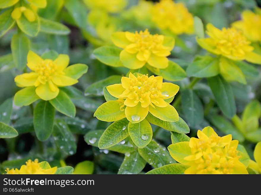 Yellow flower in summer