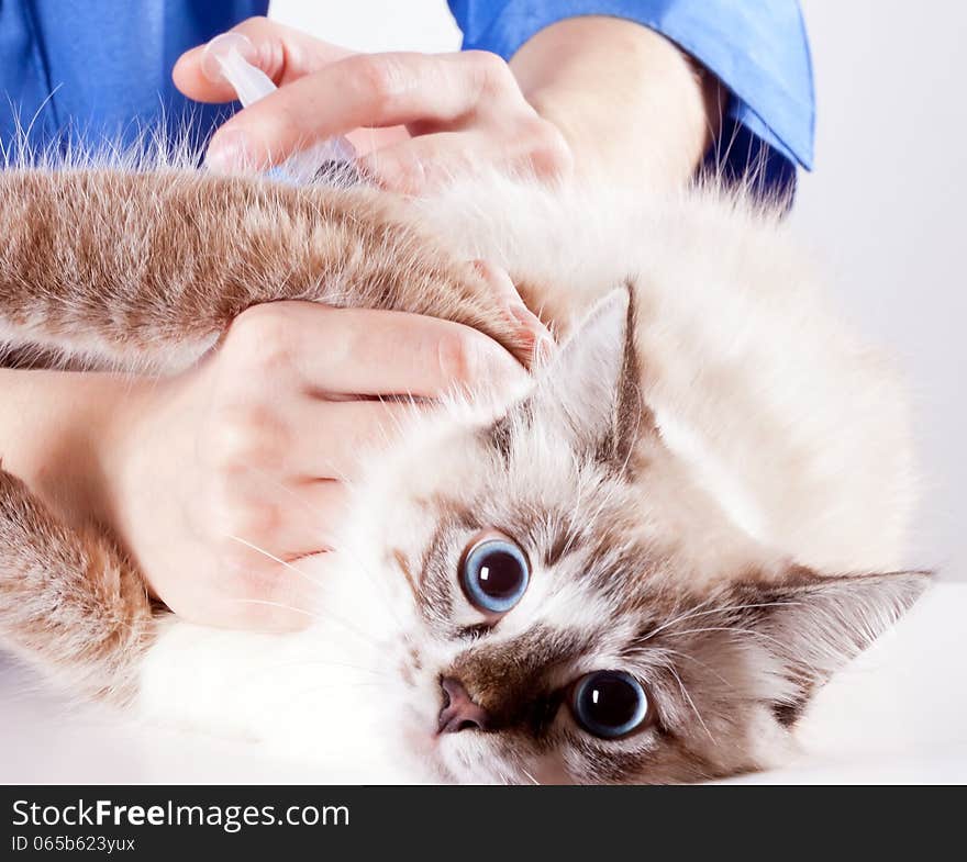 Frightened young blue-eyed furry cat veterinarian makes an injection. Frightened young blue-eyed furry cat veterinarian makes an injection