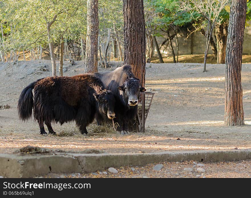 Two bison at the zoo looking at the camera