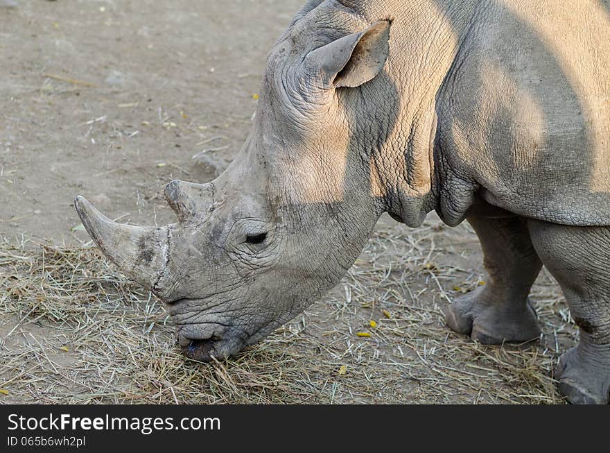 White rhinoceros in the zoo close up