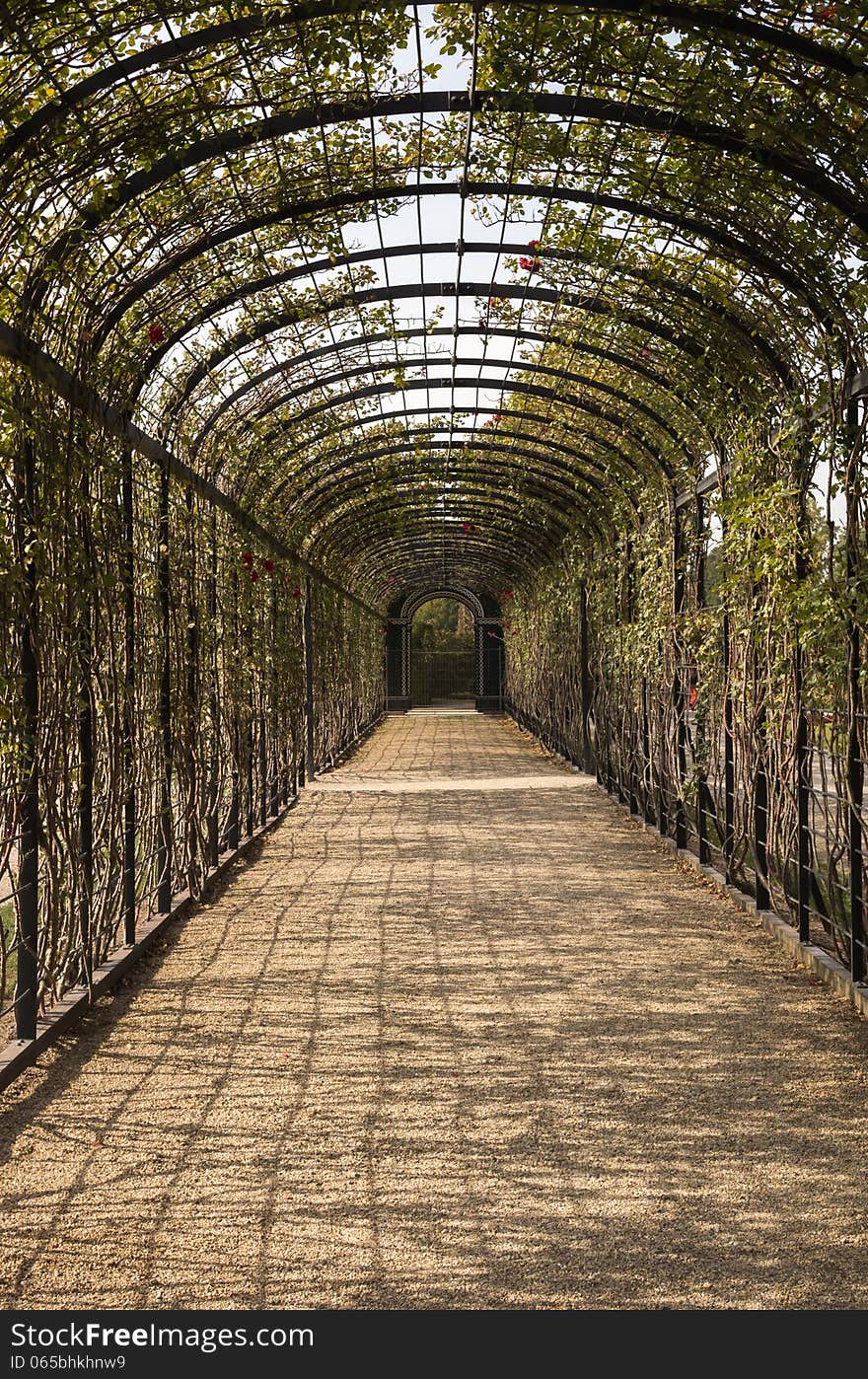 The tunnel of flowers