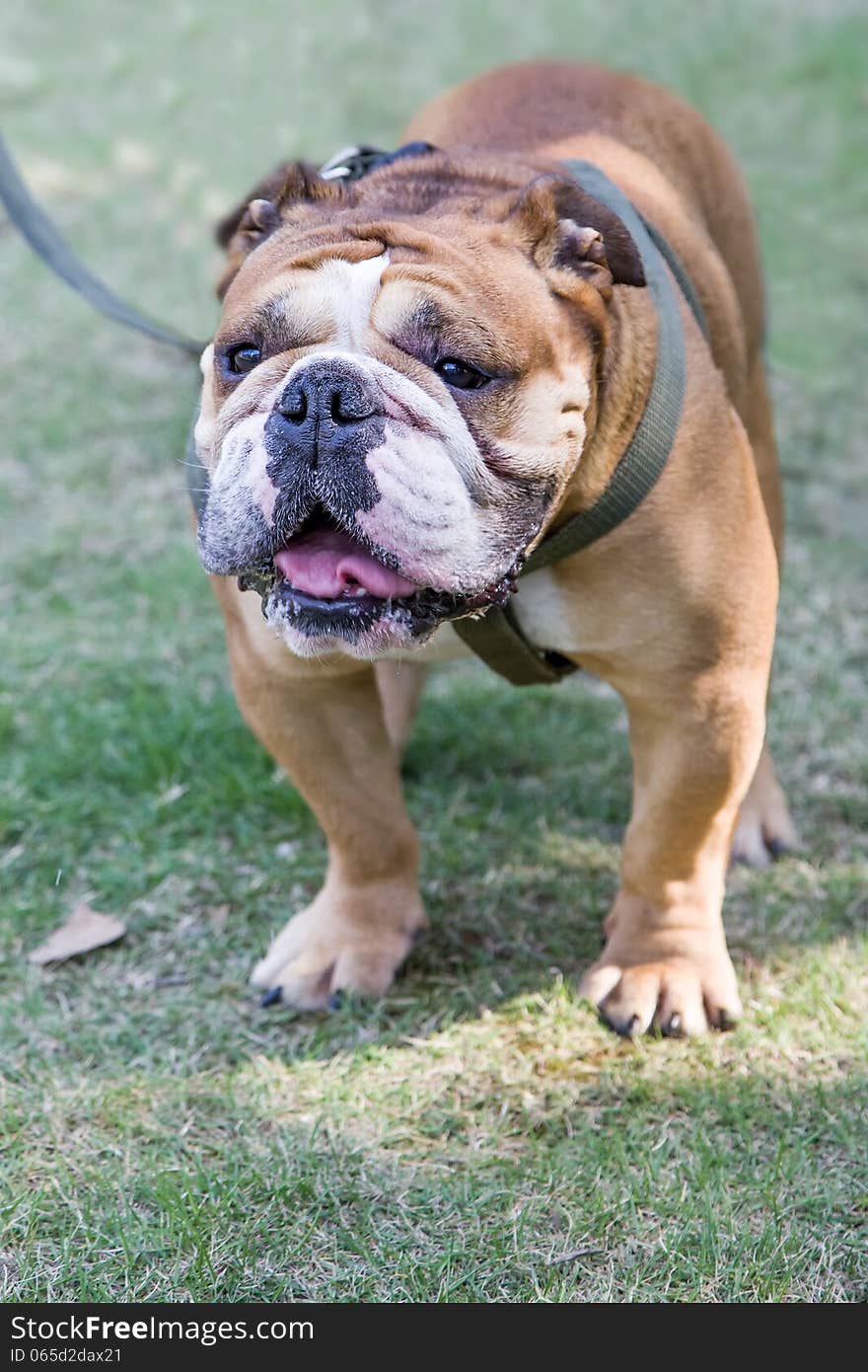 A brown French Bulldog on grass