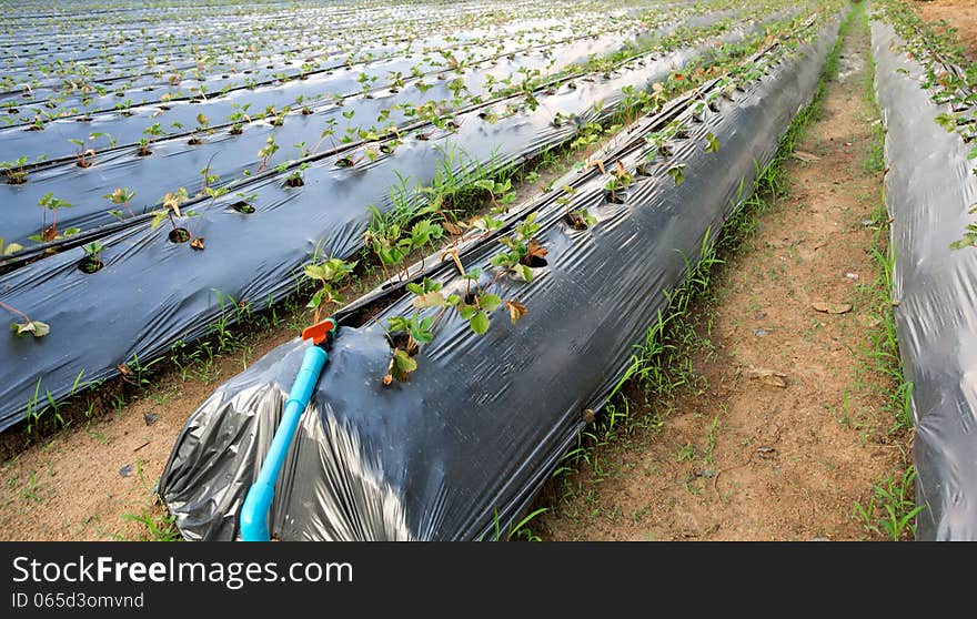 Organic strawberry plant