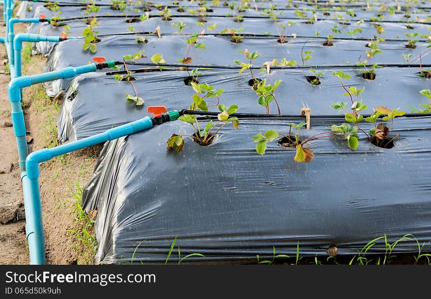 Organic strawberry plant growing at field