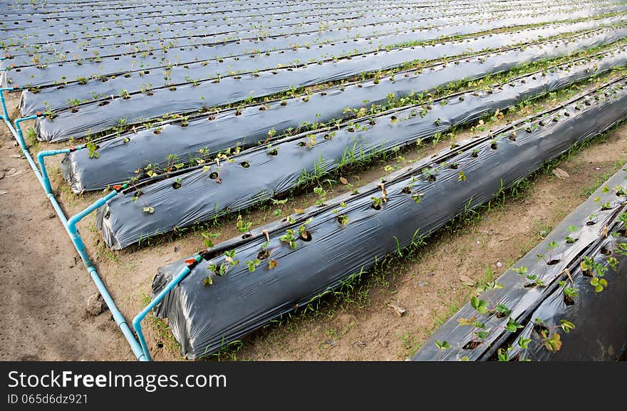 Organic strawberry plant growing at field