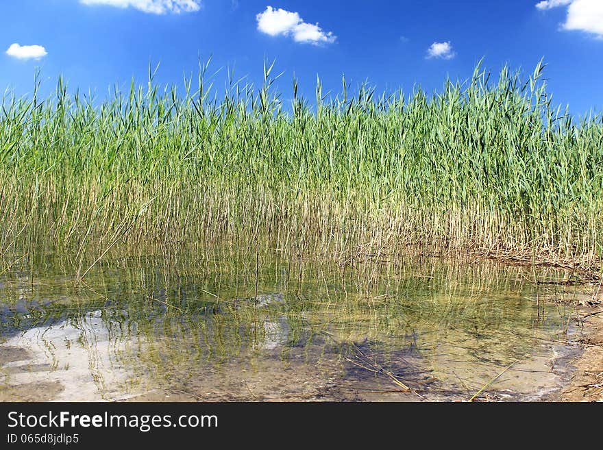 Reflected Reeds