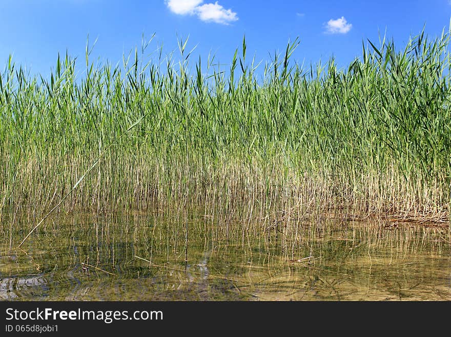 Reflected Reeds