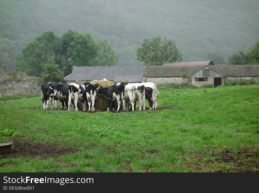 A large group of Friesian cattle feeding in the mist of the early morning on a farm in Wales.