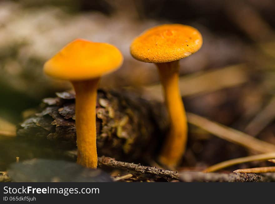 Yellow poisonous mushrooms form northern Europe. Yellow poisonous mushrooms form northern Europe