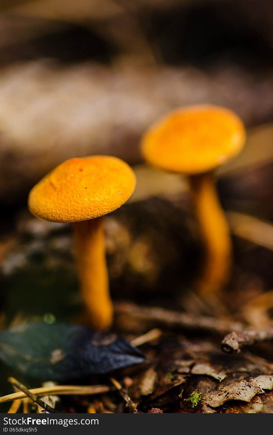 Yellow Mushrooms In Swedish Forest