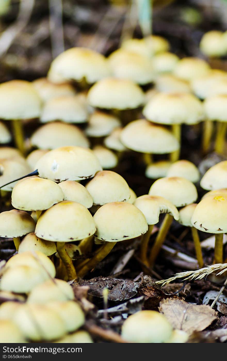 Group of mushrooms in the forest