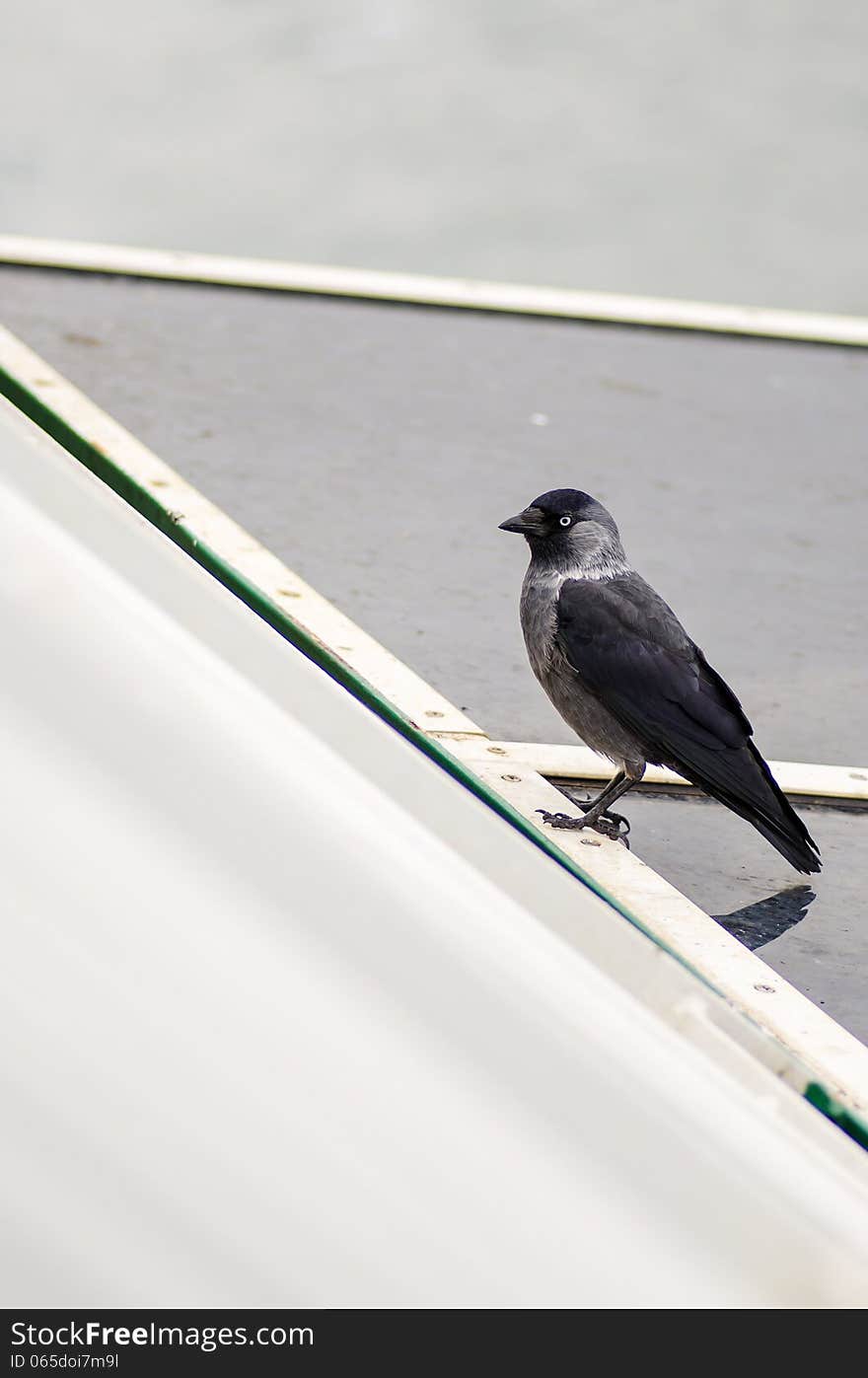 European Jackdaw (Corvus monedula monedula) on a roof