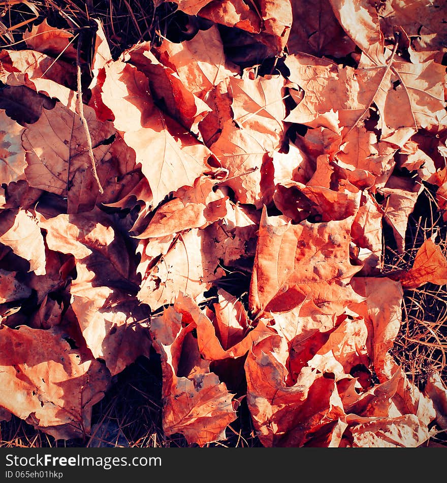 Autumn leaves texture on the ground