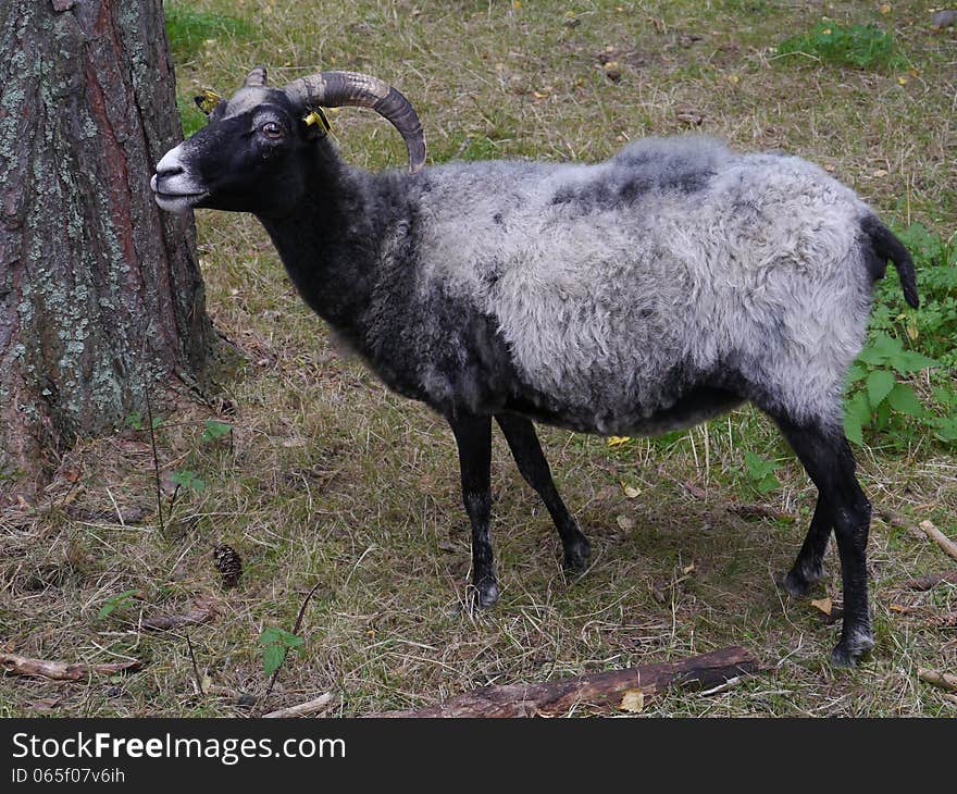 A portrait of a grey sheep with horns. A portrait of a grey sheep with horns