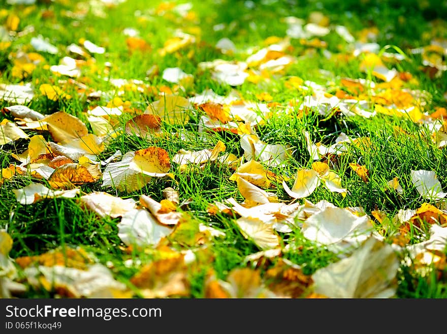 Autumn Leaves On Grass