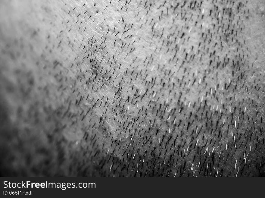 Human skin detail closeup with pores and hair growing all over.