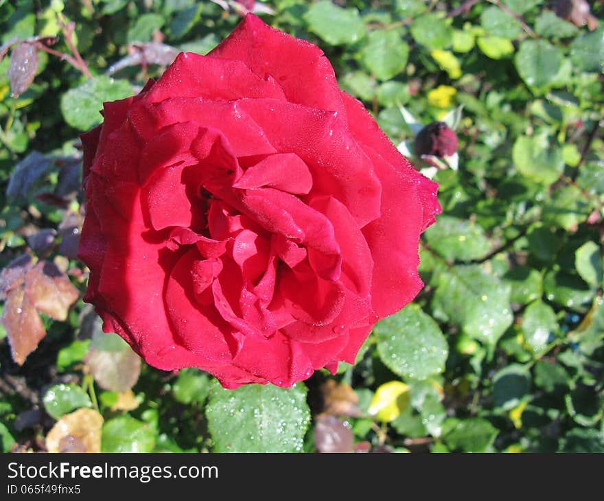 Red roses