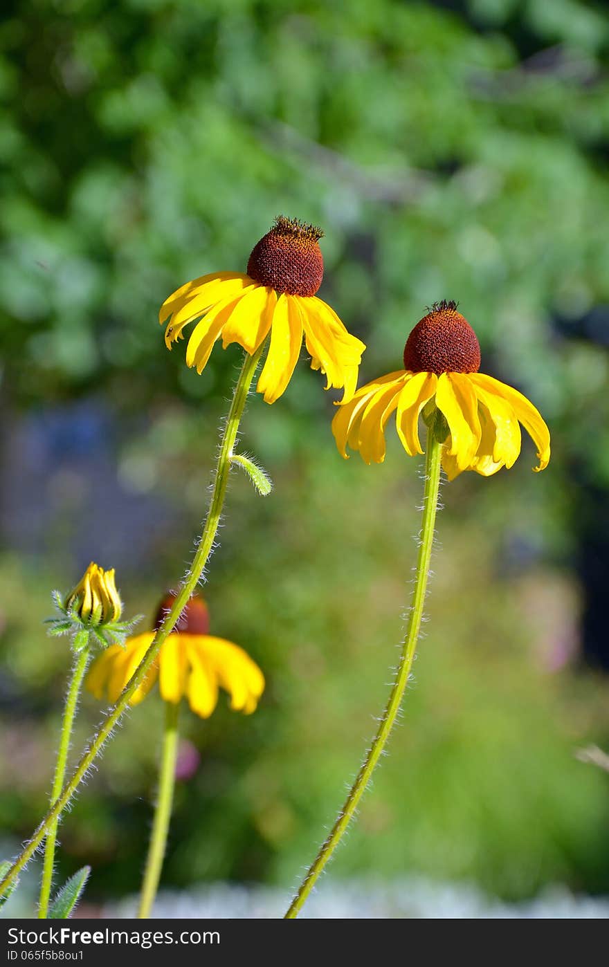 Two yellow echinacea flowers