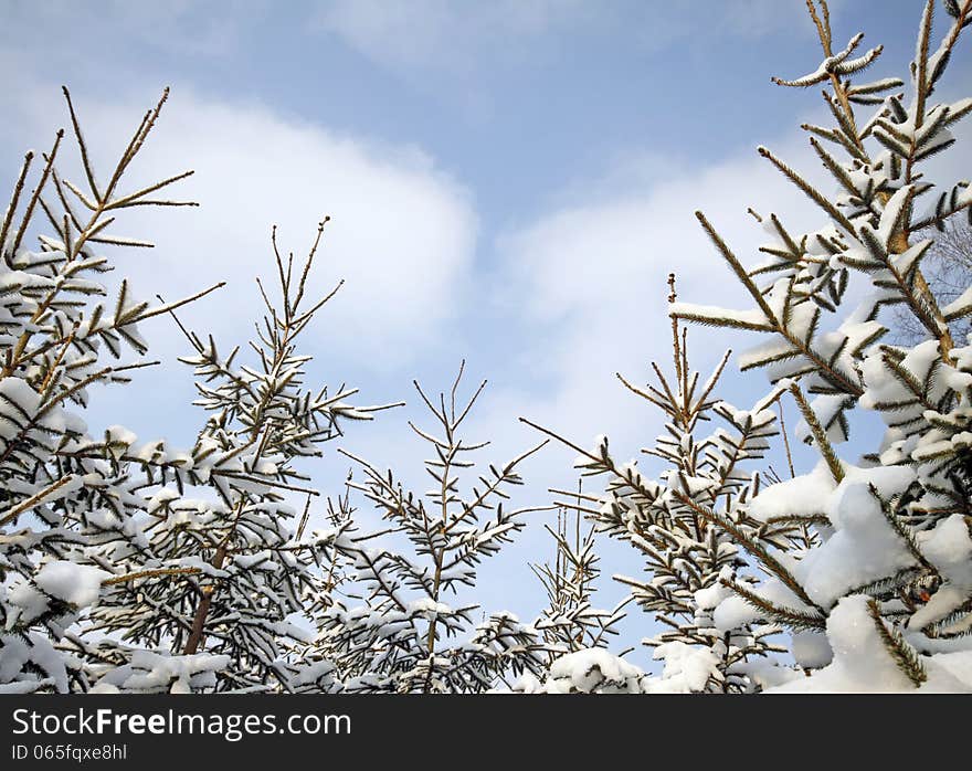 Winter In The Forest