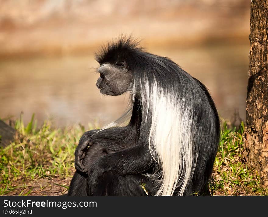 Adult Colobus monkey resting under the big oak tree