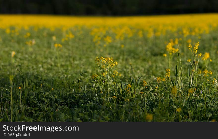 Brassica juncea, mustard greens, Indian mustard or Chinese mustard is a species of mustard plant.