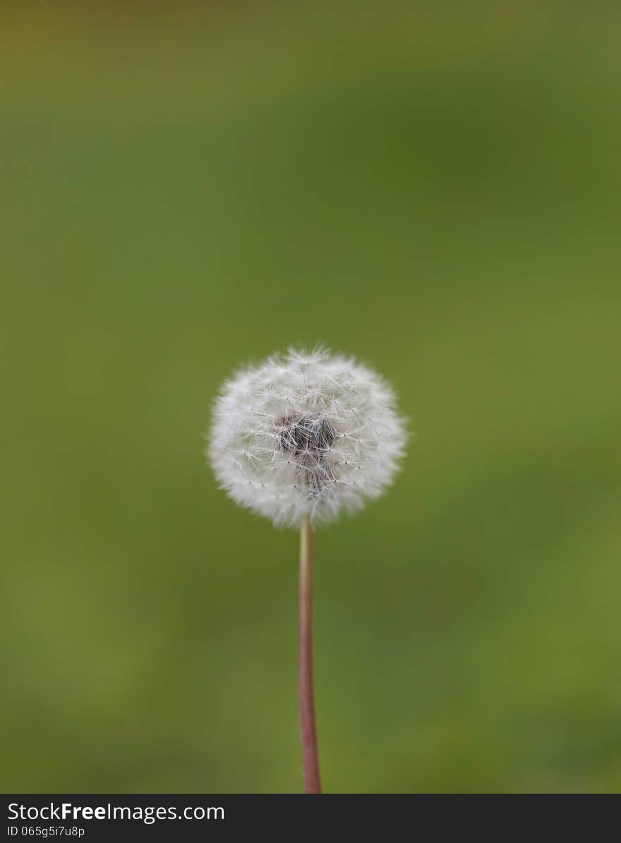 Dandelion was prized for a variety of medicinal properties. Dandelion was prized for a variety of medicinal properties.