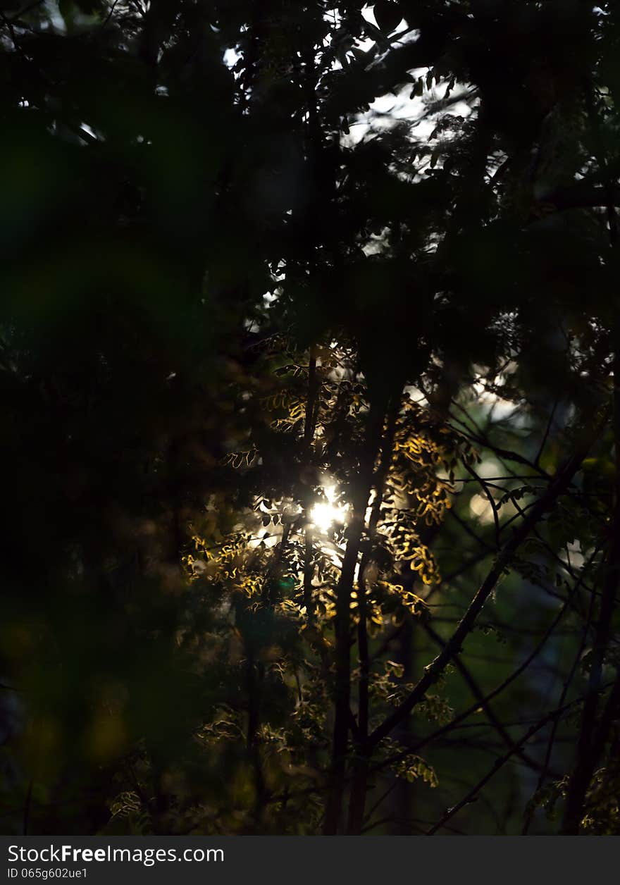 The Sun Set Behind The Dark Forest