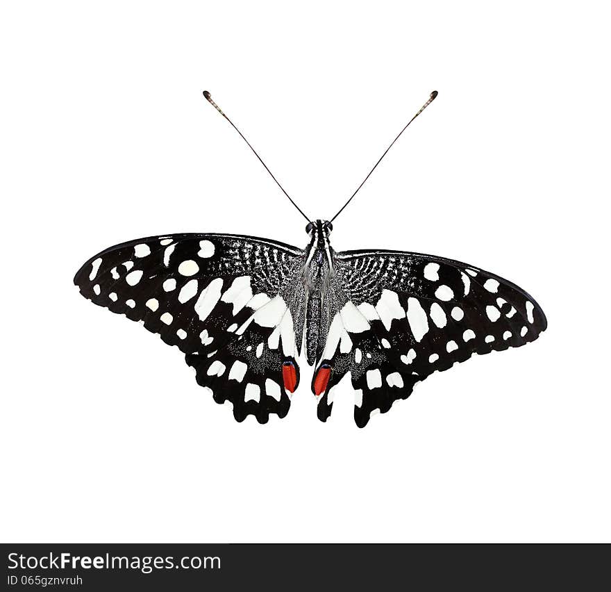 Beautiful Common Lime Butterfly or Lime Swallowtail isolated