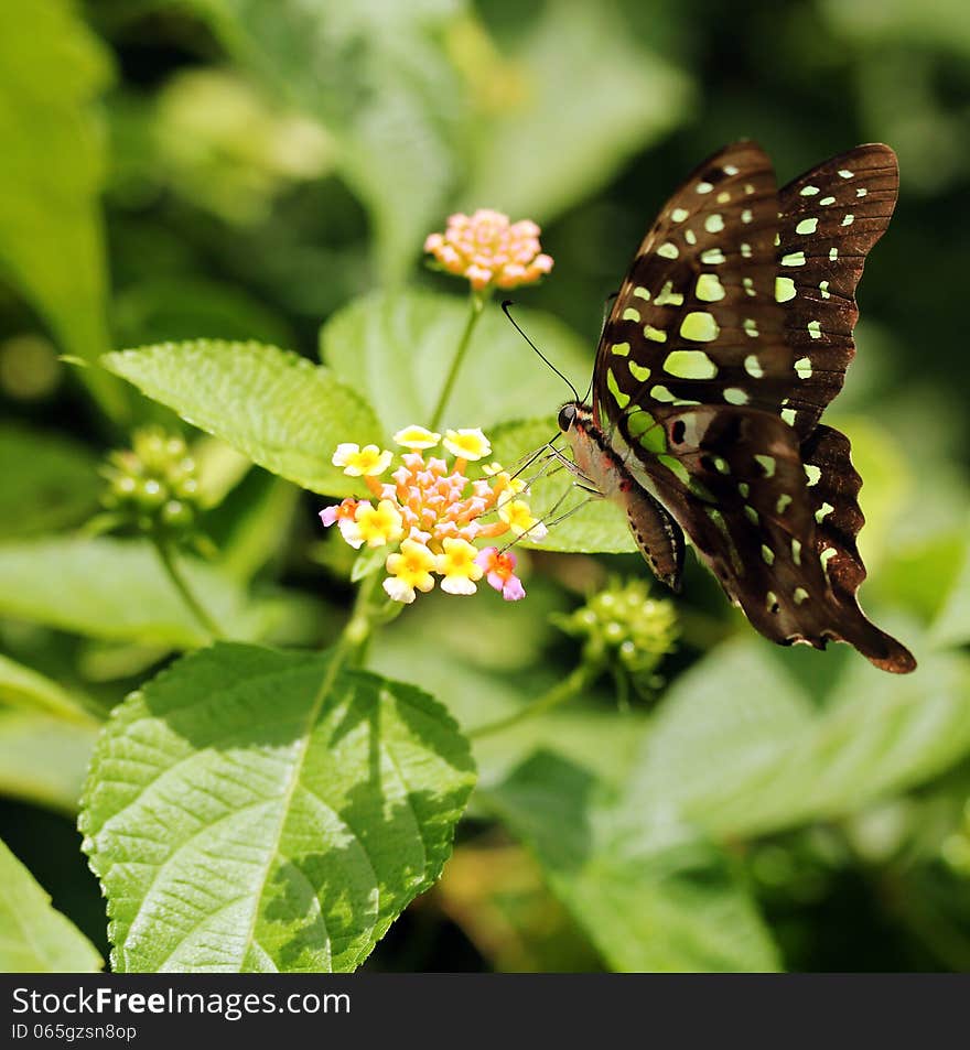 Beautiful giant swallowtail or lime swallowtail butterfly