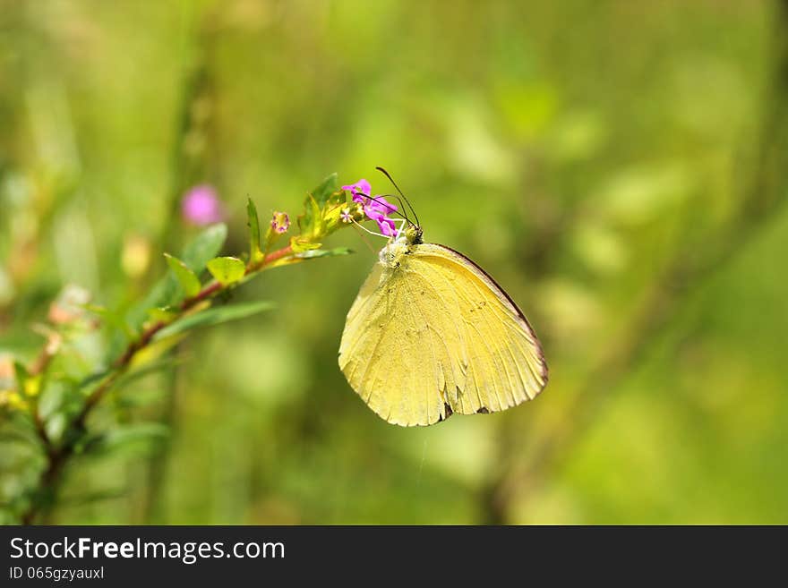 Large Grass Yellow or Common Grass Yellow (Eurema hecabe) butterfly on a flower searching for honey or nectar on a summer day. Large Grass Yellow or Common Grass Yellow (Eurema hecabe) butterfly on a flower searching for honey or nectar on a summer day