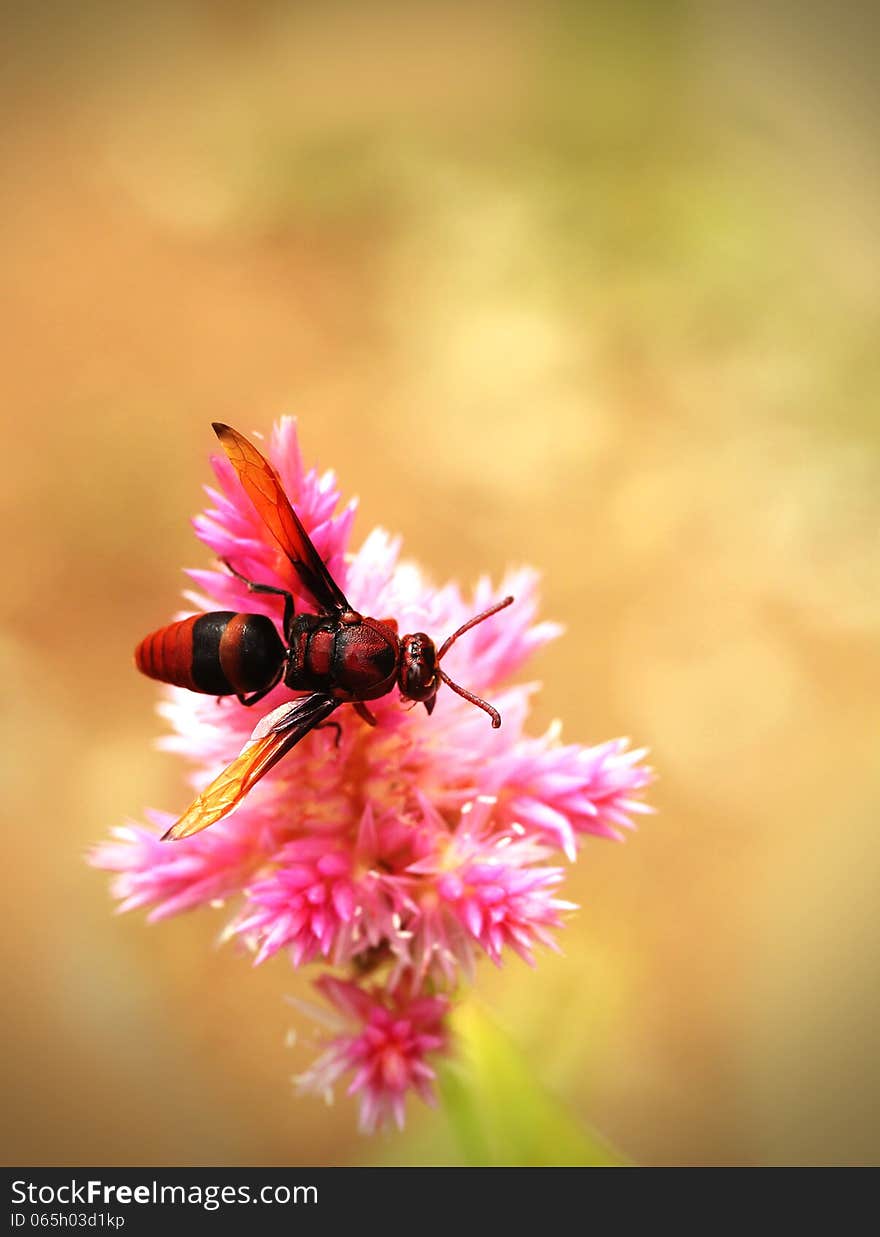 Honey bee pollinating flowers in a field of beautiful pink flowers on a summer day. Honey bee pollinating flowers in a field of beautiful pink flowers on a summer day