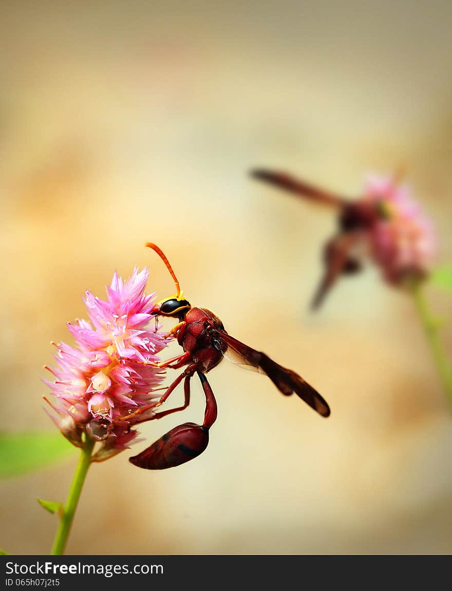 Brown wasps pollinating flowers in a field of beautiful pink flowers on a summer day. Brown wasps pollinating flowers in a field of beautiful pink flowers on a summer day