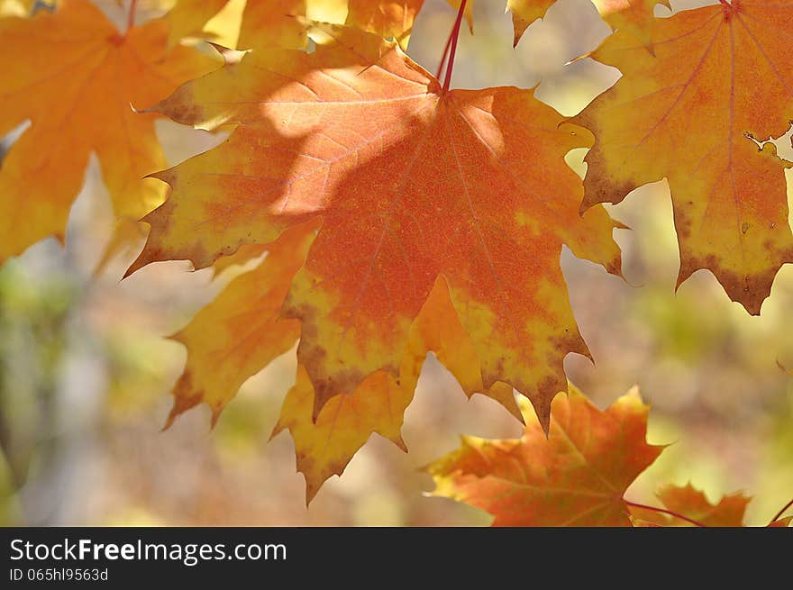 Autumn leaves, city of Orenburg, Southern Ural, Russia