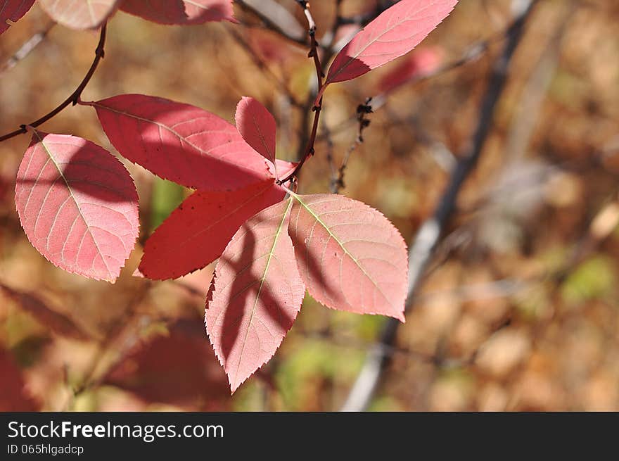 Autumn leaves, city of Orenburg, Southern Ural, Russia