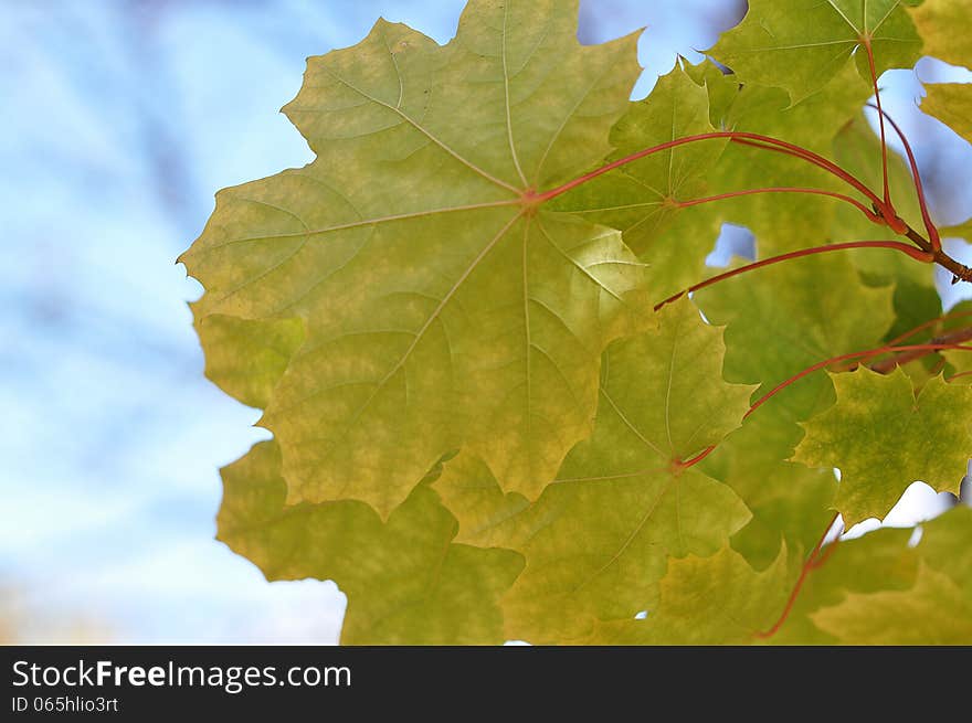 Autumn leaves, city of Orenburg, Southern Ural, Russia