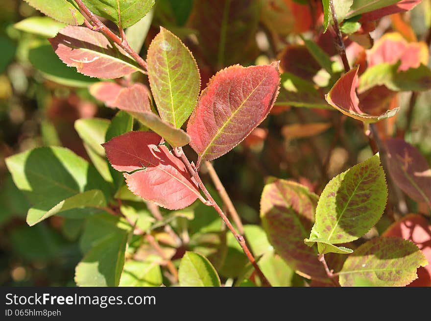 Autumn leaves, city of Orenburg, Southern Ural, Russia