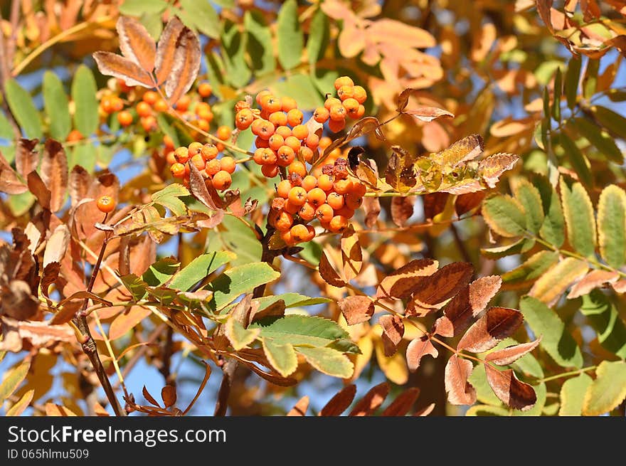 Autumn leaves, city of Orenburg, Southern Ural, Russia