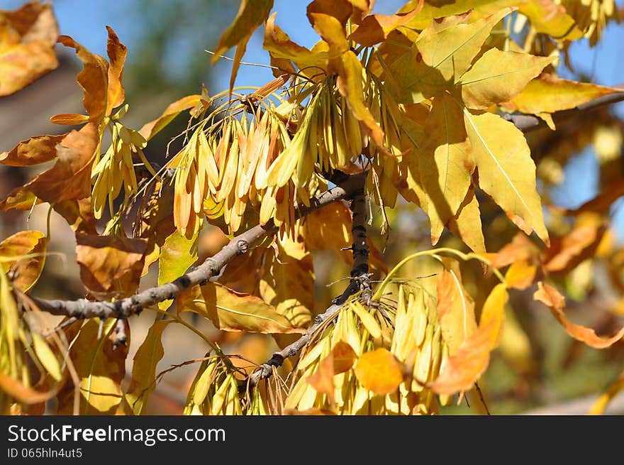 Autumn leaves