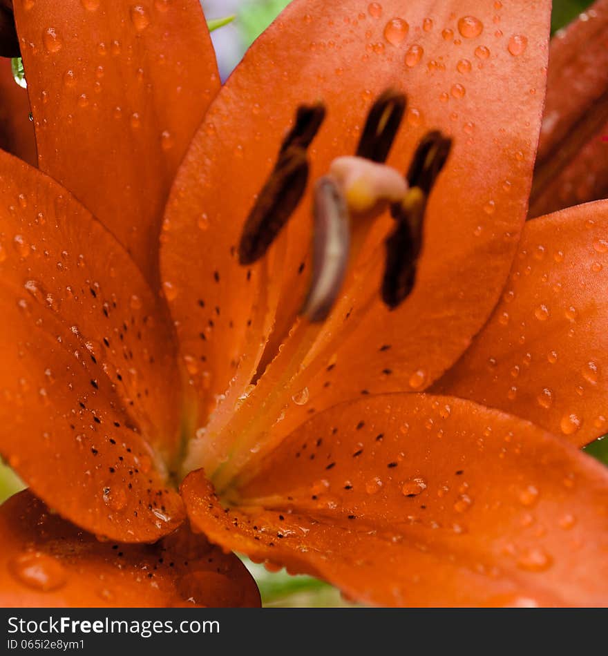 Orange liiya with rain drops on petals. Orange liiya with rain drops on petals