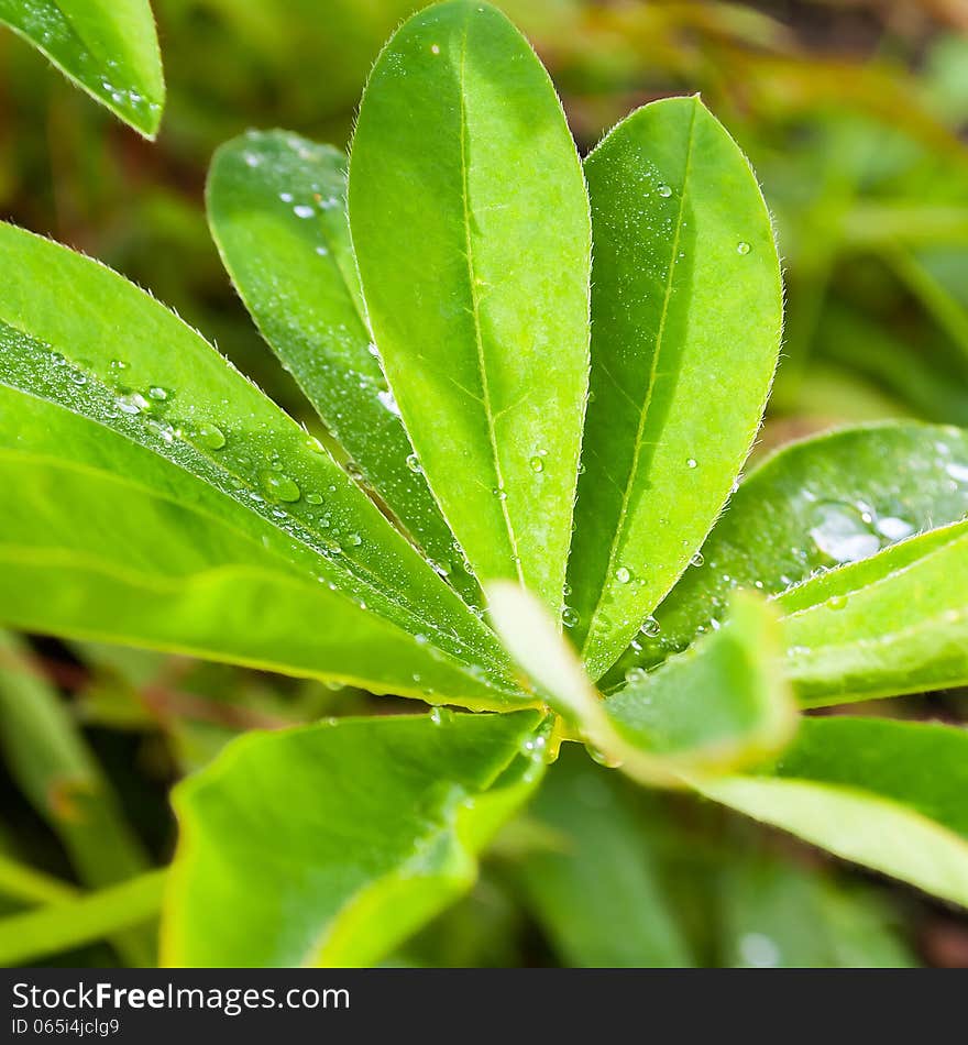 Leaf lupine flower after rain. Leaf lupine flower after rain