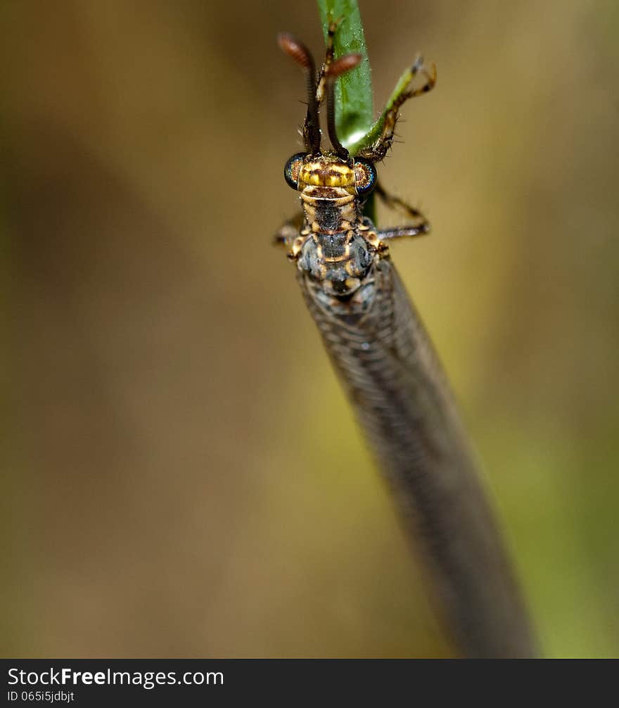 Details of the eyes of a dragonfly. insect perched on the ground. Details of the eyes of a dragonfly. insect perched on the ground.