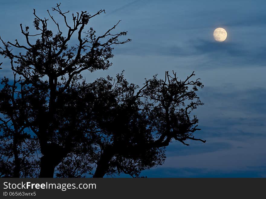 Night scene with full moon in the background