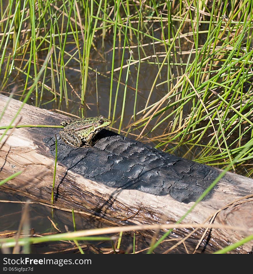 Frog sitting on a log