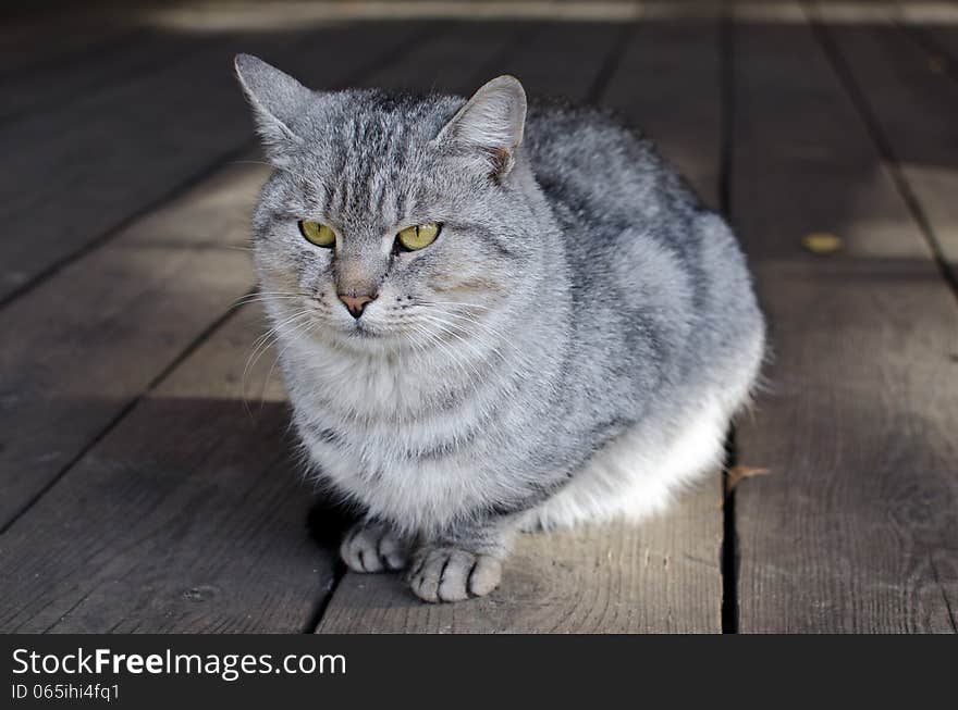 Serious cat is sitting on the front porch