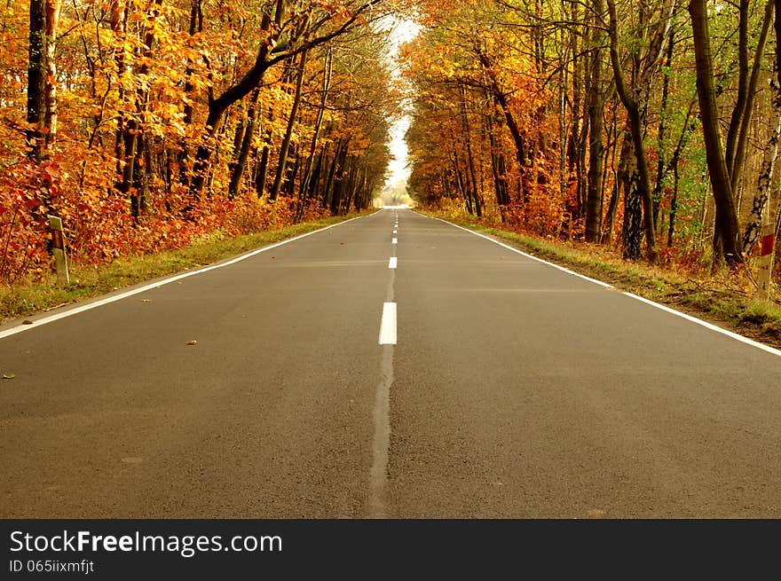 The photograph shows the road leading through the forest. It is autumn, the branches of trees left few dry leaves. The photograph shows the road leading through the forest. It is autumn, the branches of trees left few dry leaves.