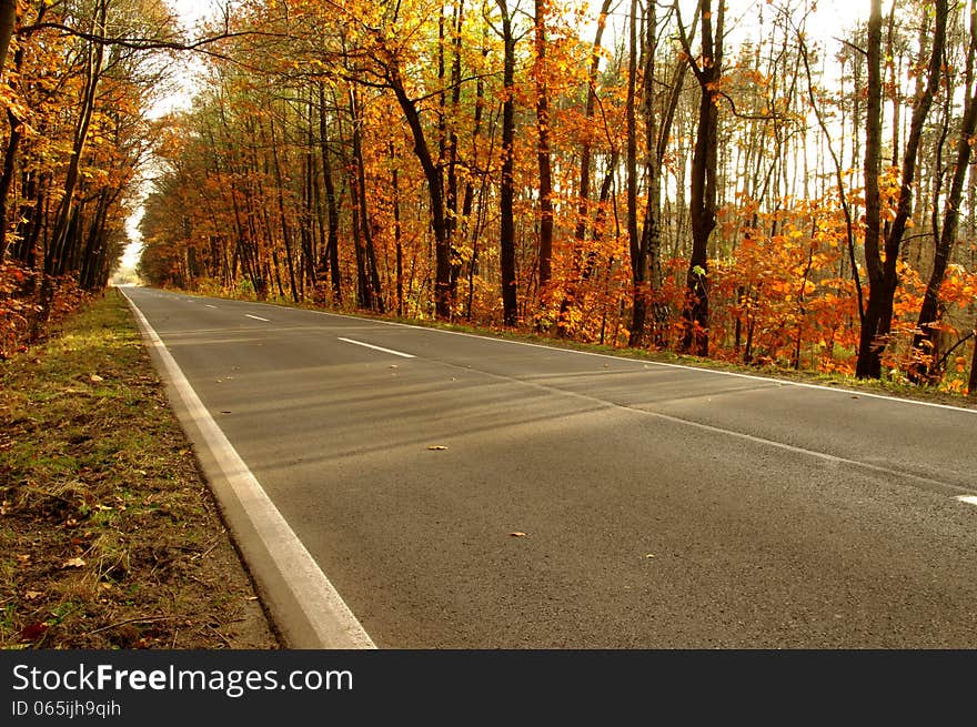 The photograph shows the road leading through the forest. It is autumn, the branches of trees left few dry leaves. The photograph shows the road leading through the forest. It is autumn, the branches of trees left few dry leaves.