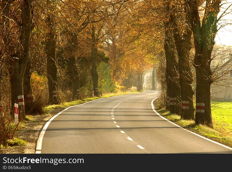 The photograph shows the road leading through the village. On both sides of the road and tall trees. It is autumn, the branches of trees left few dry leaves. The photograph shows the road leading through the village. On both sides of the road and tall trees. It is autumn, the branches of trees left few dry leaves.